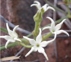 Orthanthera jasminiflora