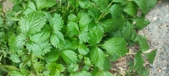 Potentilla norvegica