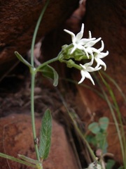 Orthanthera jasminiflora