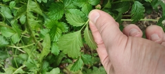 Potentilla norvegica