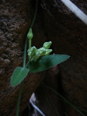 Orthanthera jasminiflora
