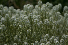 Dimorphocarpa wislizeni