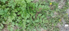 Potentilla paradoxa