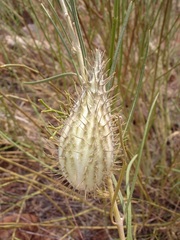 Gomphocarpus tomentosus tomentosus