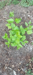 Populus × sibirica