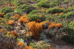 Teloschistes capensis