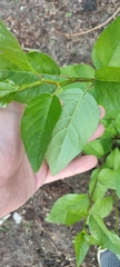 Populus × sibirica