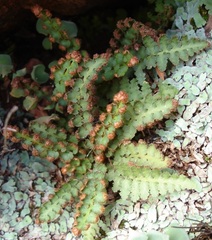Asplenium cordatum