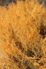 Teloschistes capensis