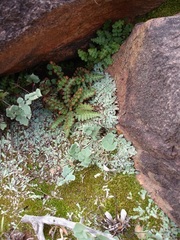 Asplenium cordatum