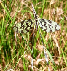 Nemoptera sinuata