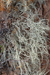 Ramalina australiensis