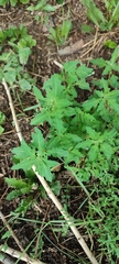 Oxybasis glauca