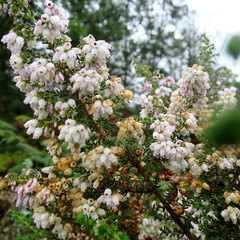 Erica scabriuscula
