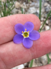 Giliastrum rigidulum