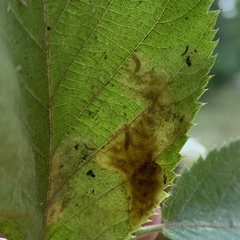 Phyllonorycter tritaenianella