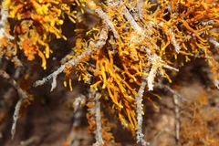Dufourea flammea