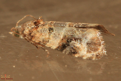 Lobesia botrana
