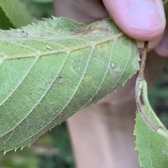 Phyllonorycter tritaenianella