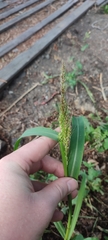 Echinochloa crus-galli