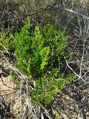 Pelargonium radulifolium
