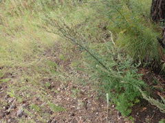 Artemisia mongolica
