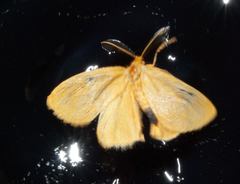 Euproctis terminalis