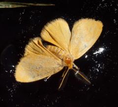 Euproctis terminalis