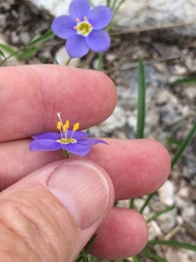 Giliastrum rigidulum