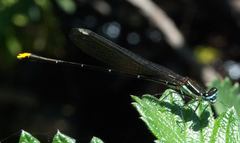 Allocnemis leucosticta