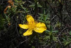 Hypericum revolutum revolutum