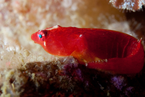 Apletodon pellegrini