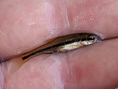Notropis bifrenatus