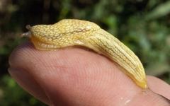 Elisolimax flavescens