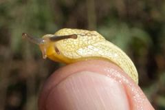 Elisolimax flavescens