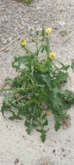 Sonchus oleraceus