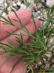 Giliastrum rigidulum