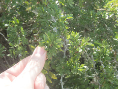 Vachellia rigidula