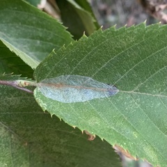 Phyllonorycter tritaenianella
