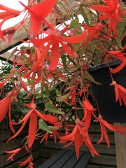 Begonia boliviensis