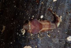 Apletodon pellegrini