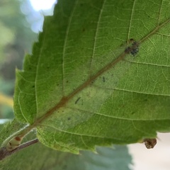 Phyllonorycter tritaenianella