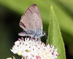 Cyaniris semiargus