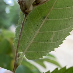 Phyllonorycter tritaenianella