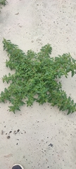 Oxybasis glauca