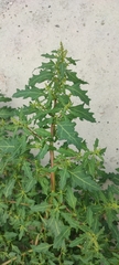 Oxybasis glauca