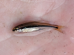 Notropis bifrenatus