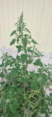 Chenopodium album