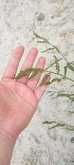 Echinochloa crus-galli