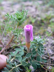 Oxalis hirta hirta